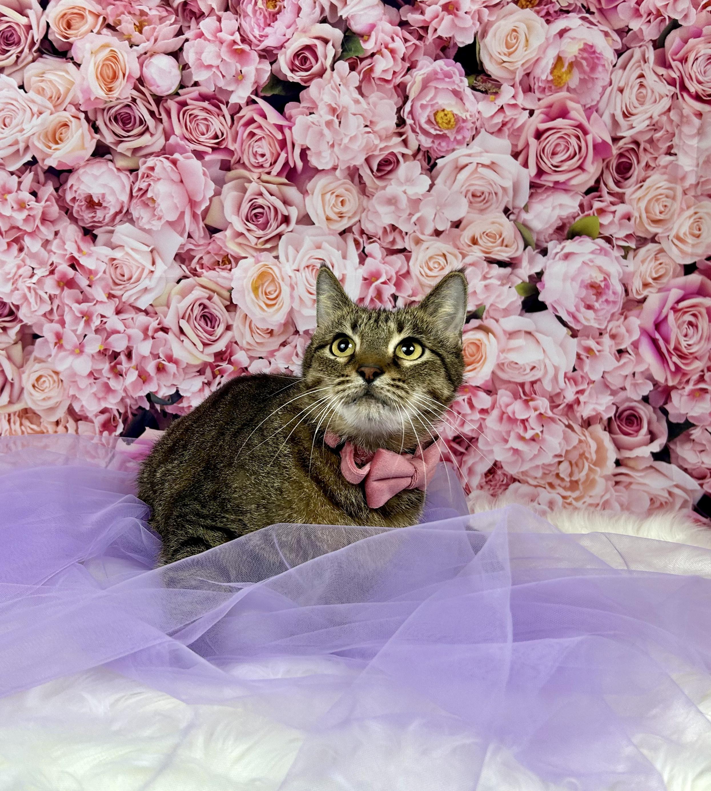 Sadie, Adoptable, Young Female Domestic Short Hair.