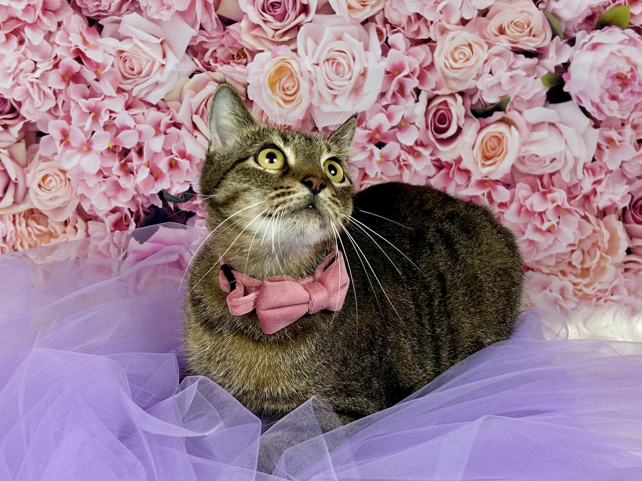 Sadie, a Adoptable Domestic Short Hair in Webster, TX image 3/3