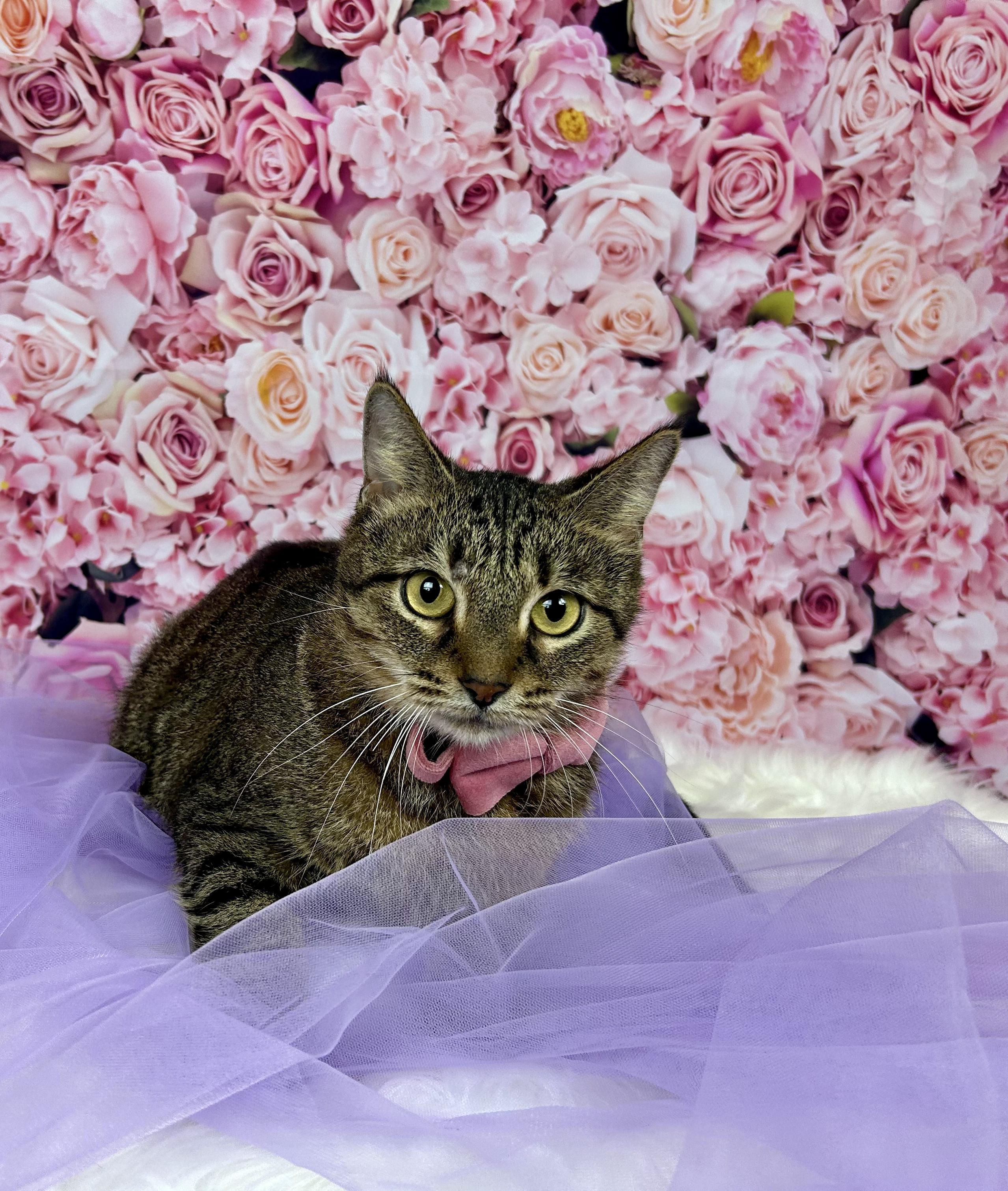 Sadie, a Adoptable Domestic Short Hair in Webster, TX image 2/3