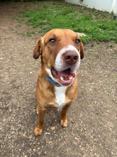 Roscoe, Adoptable, Young Male Shar-Pei.