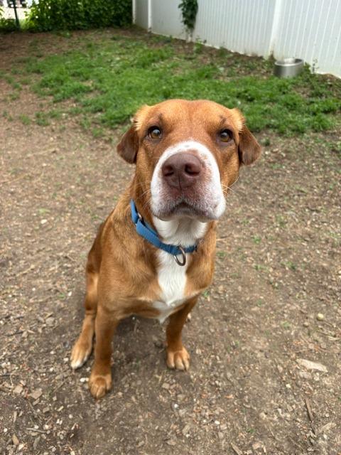 Enlarge Roscoe, a Adoptable mixed breed in Bloomington, IN image 2/6