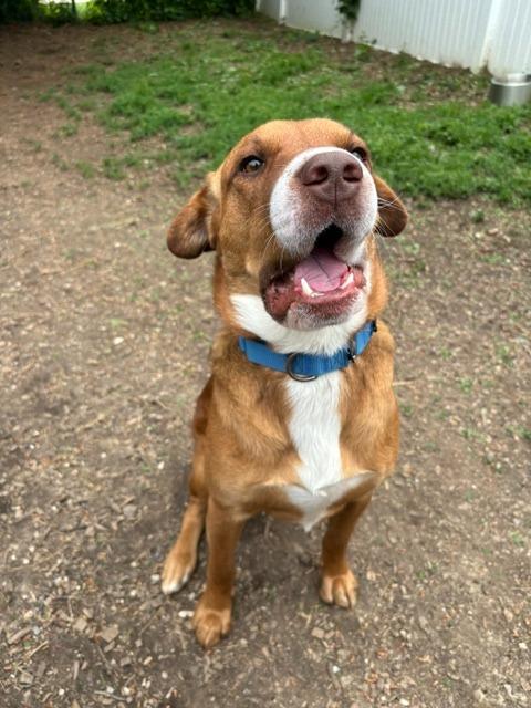 Enlarge Roscoe, a Adoptable mixed breed in Bloomington, IN image 3/6