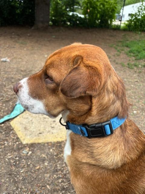 Enlarge Roscoe, a Adoptable mixed breed in Bloomington, IN image 4/6