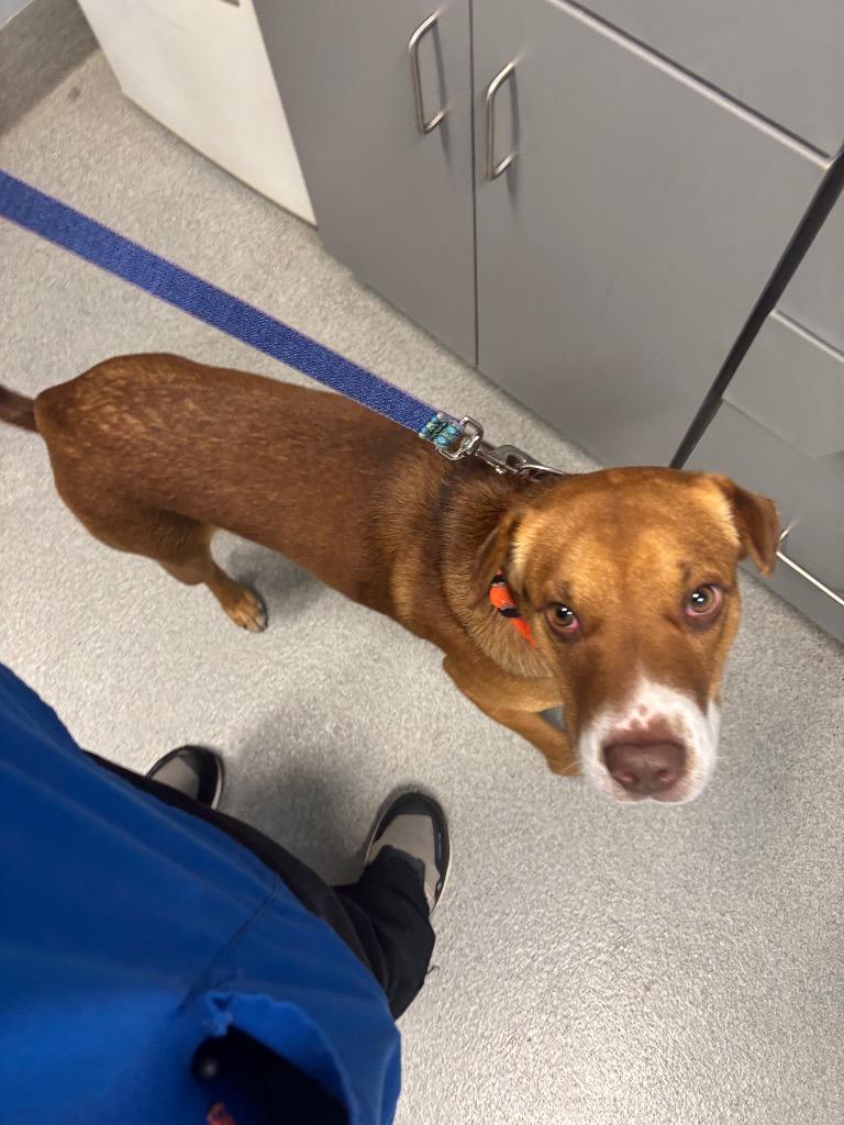 Enlarge Roscoe, a Adoptable mixed breed in Bloomington, IN image 6/6