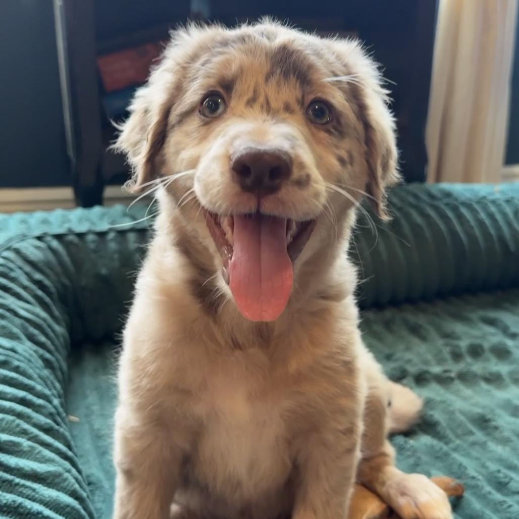 Enlarge Marley, an adopted mixed breed in Farmington, CT image 3/3