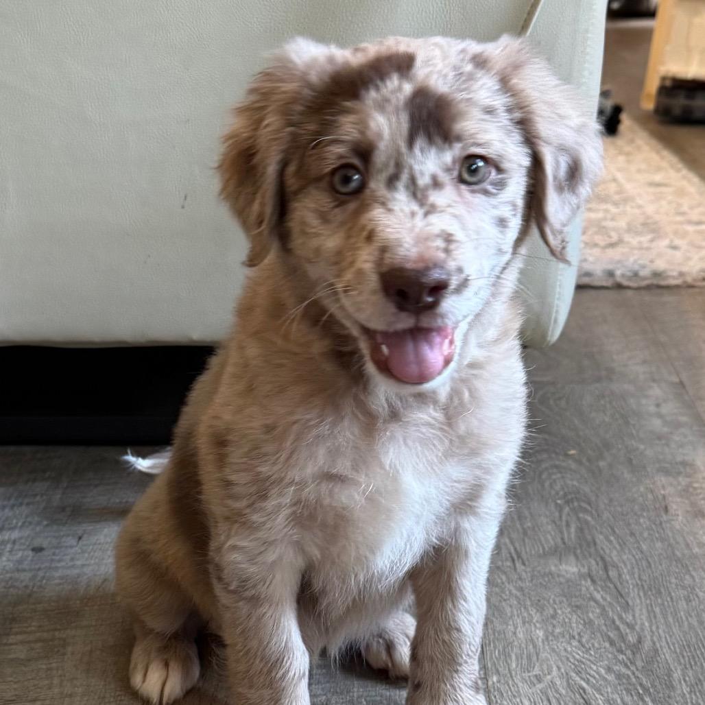 Marley, adopted, Puppy Female Australian Shepherd.