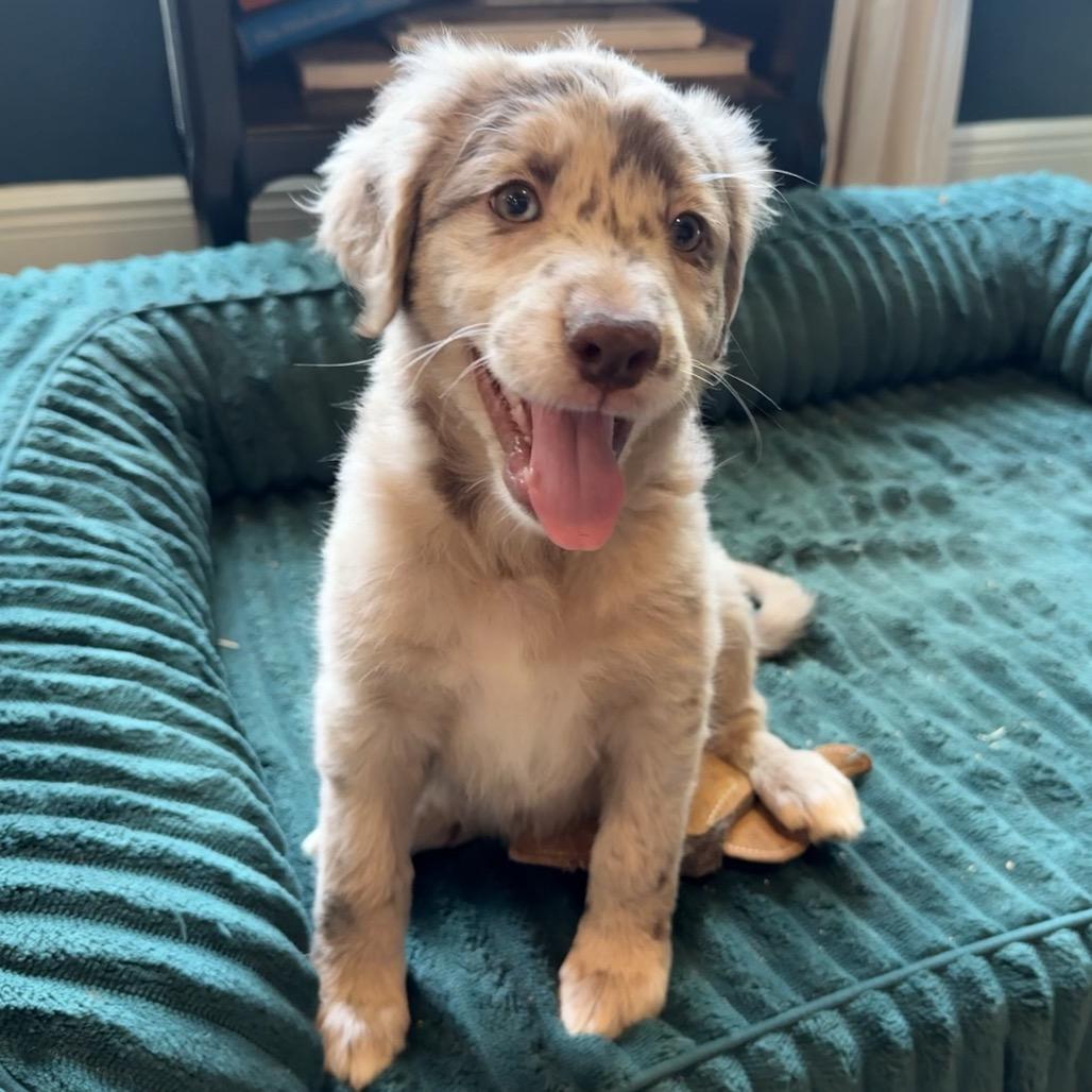 Enlarge Marley, an adopted mixed breed in Farmington, CT image 2/3