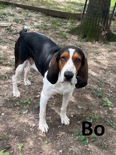Enlarge Bo, a Adopted mixed breed in Mountain View, AR image 1/3