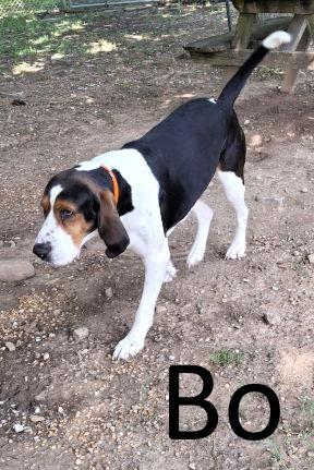 Enlarge Bo, a Adopted mixed breed in Mountain View, AR image 2/3