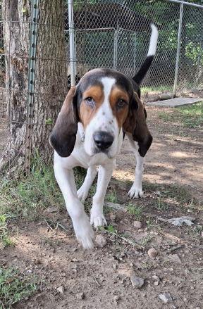 Enlarge Bo, a Adopted mixed breed in Mountain View, AR image 3/3