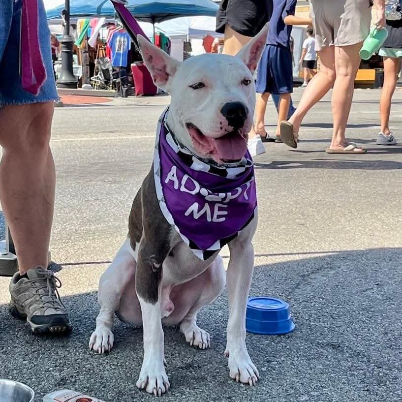 Enlarge Sparta, a Adoptable Pit Bull Terrier in Mooresville, IN image 2/5
