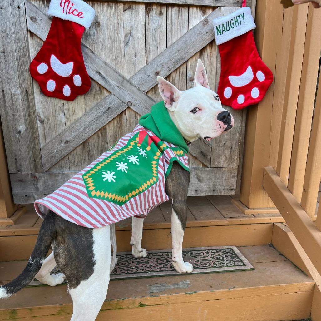 Enlarge Sparta, a Adoptable Pit Bull Terrier in Mooresville, IN image 5/5