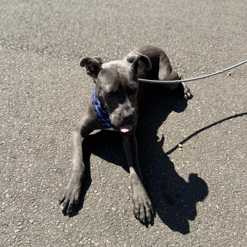 Enlarge Zero, a Adoptable mixed breed in Newberg, OR image 1/6