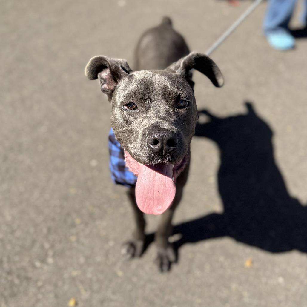 Enlarge Zero, a Adoptable mixed breed in Newberg, OR image 2/6