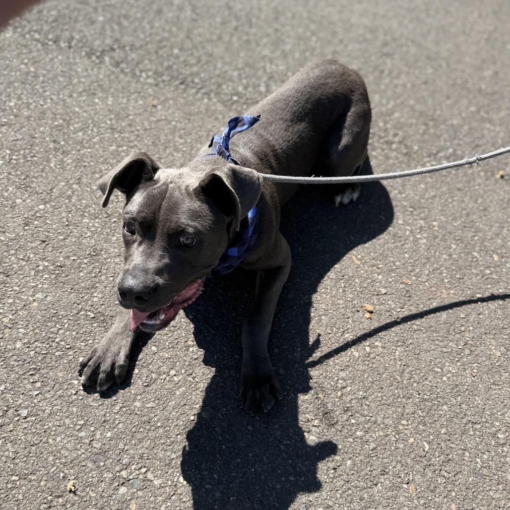 Enlarge Zero, a Adoptable mixed breed in Newberg, OR image 3/6