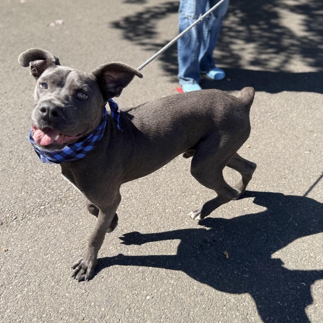 Enlarge Zero, a Adoptable mixed breed in Newberg, OR image 4/6
