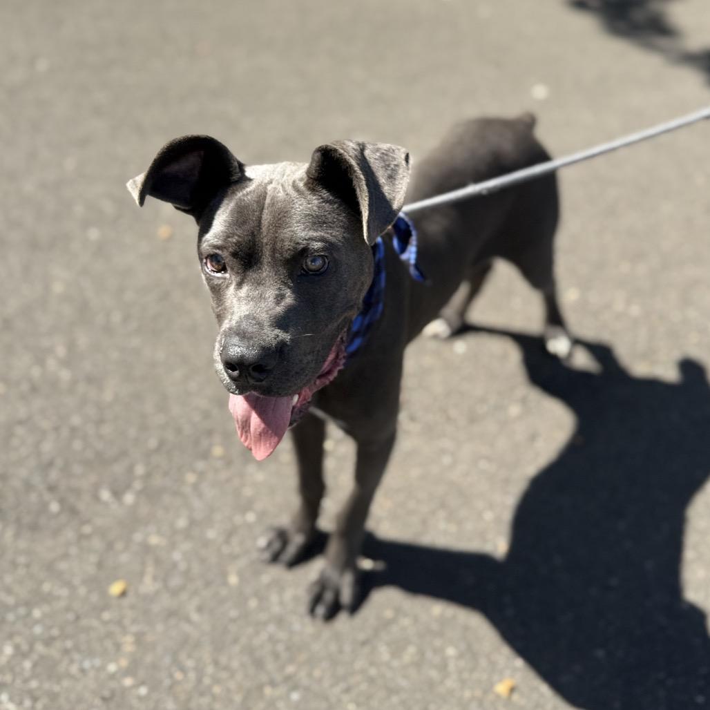 Enlarge Zero, a Adoptable mixed breed in Newberg, OR image 5/6