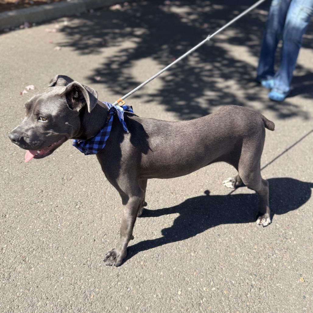 Enlarge Zero, a Adoptable mixed breed in Newberg, OR image 6/6