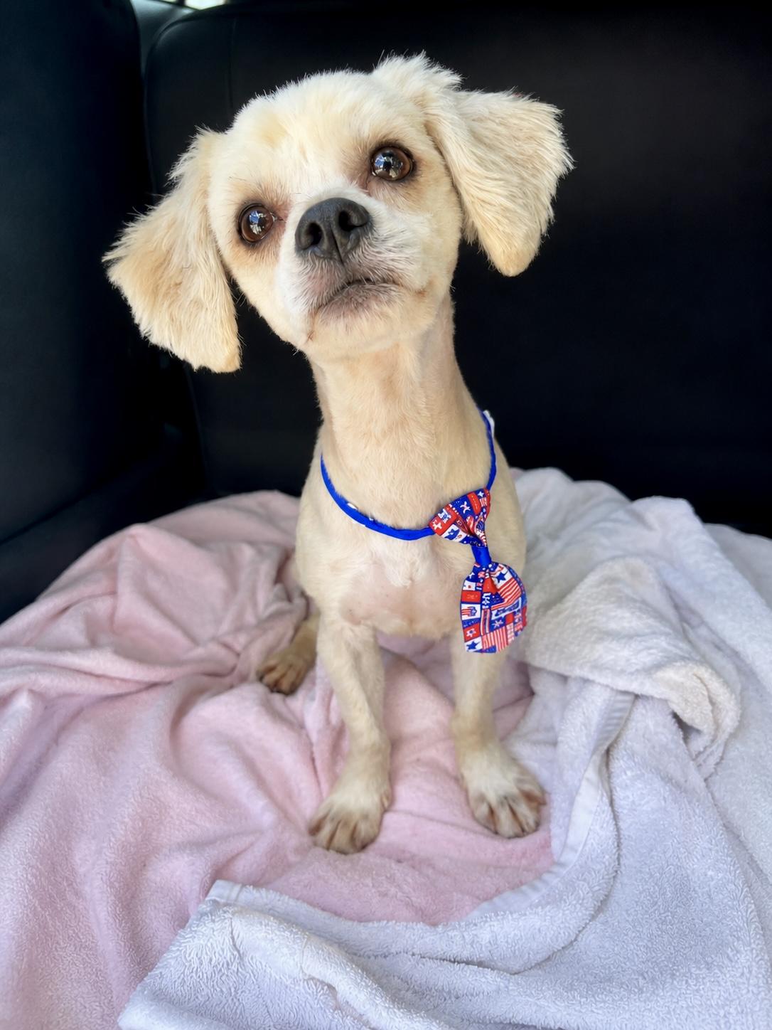 Chewie, ADOPTABLE, Young Male Maltipoo.