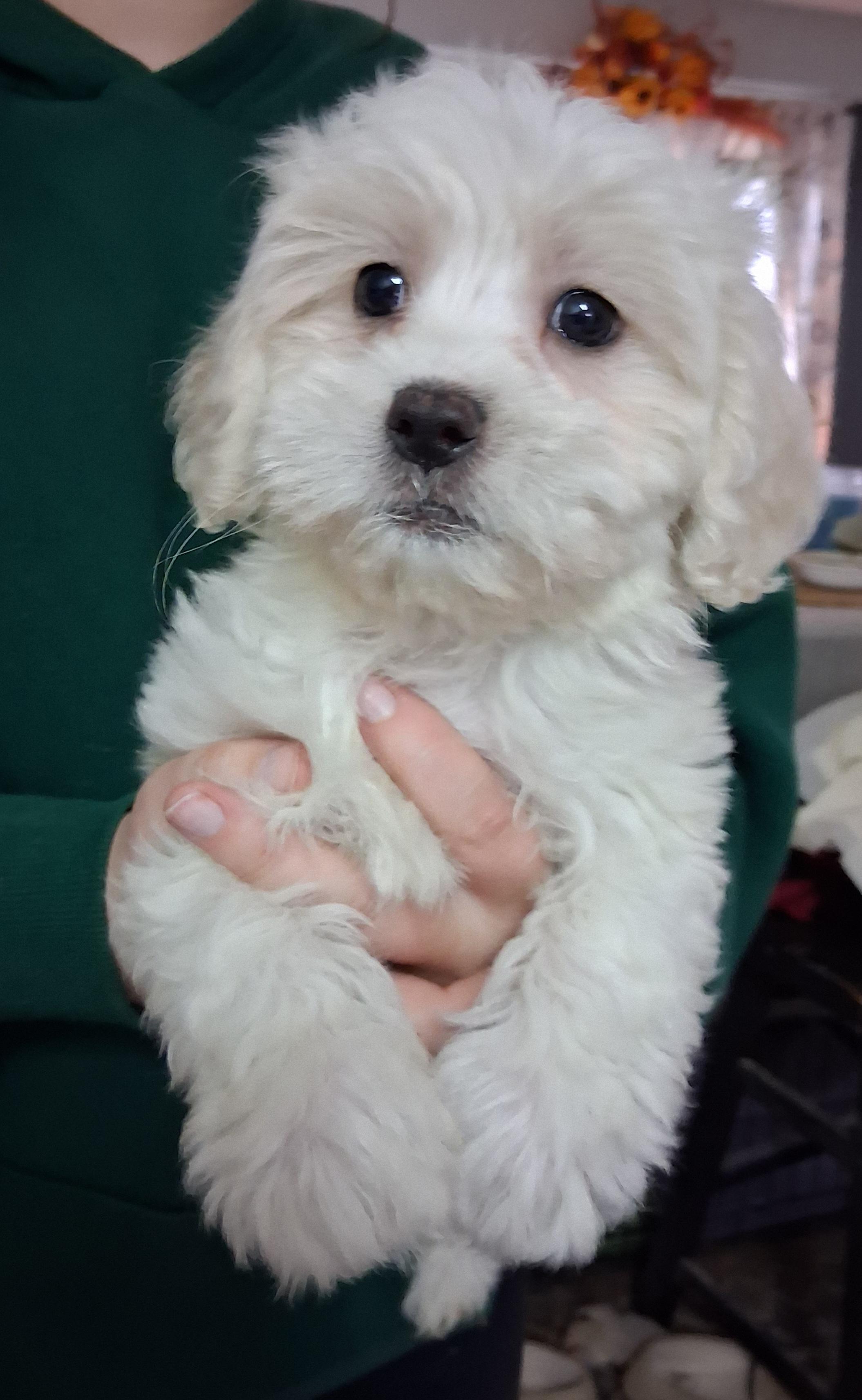 Enlarge Sandy, Simon and Candy, an adopted Shih poo in Fordland, MO image 2/3