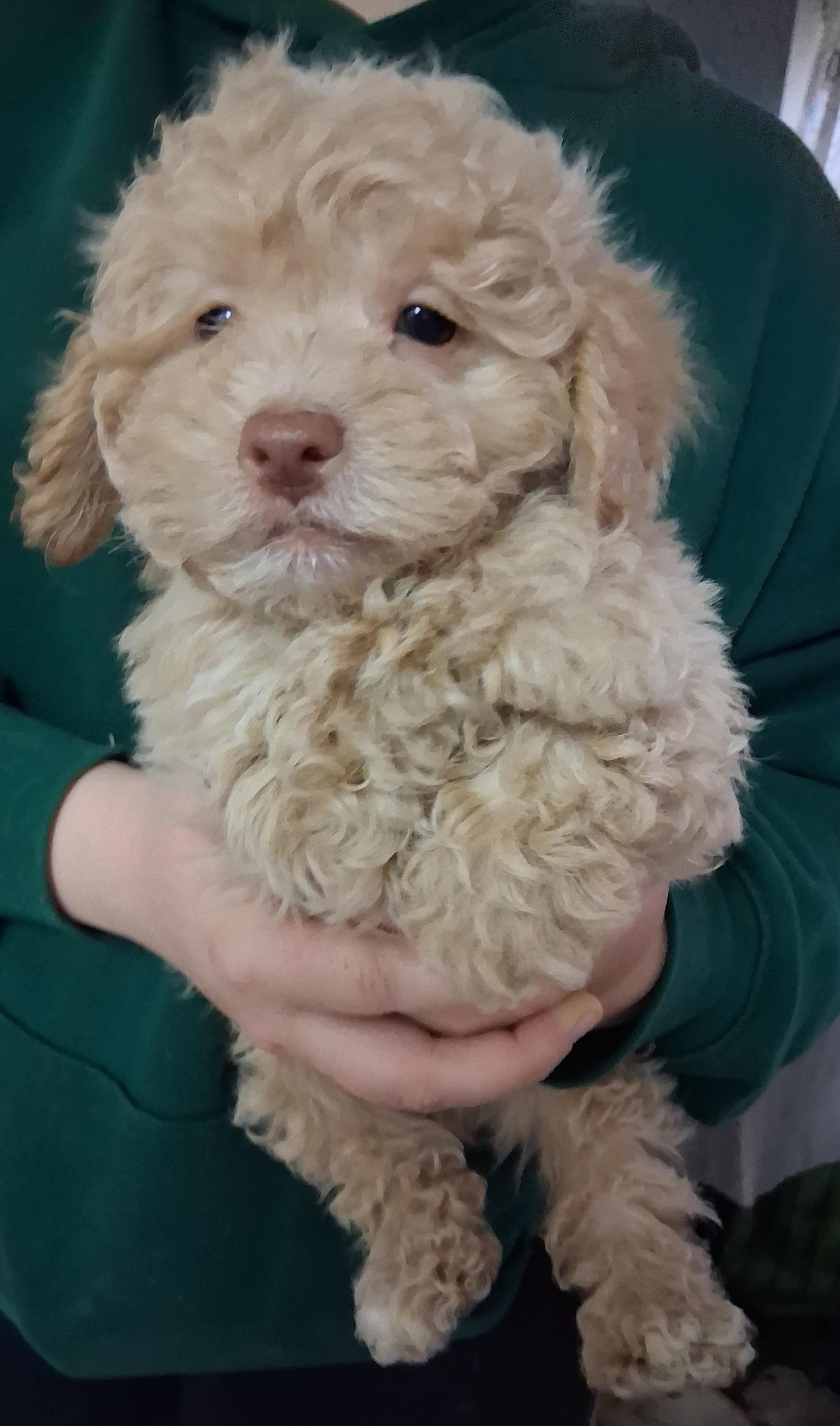 Enlarge Sandy, Simon and Candy, an adopted Shih poo in Fordland, MO image 3/3