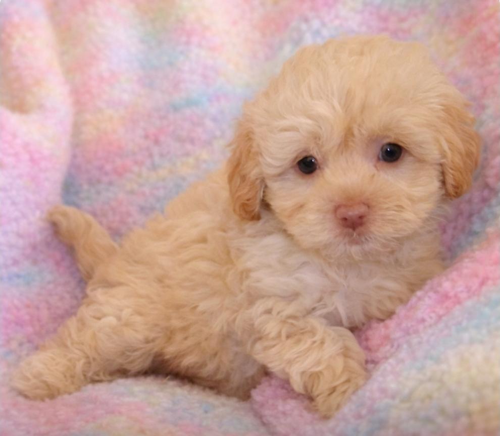 Sandy, Simon and Candy, ADOPTABLE, Puppy Female Shih poo.
