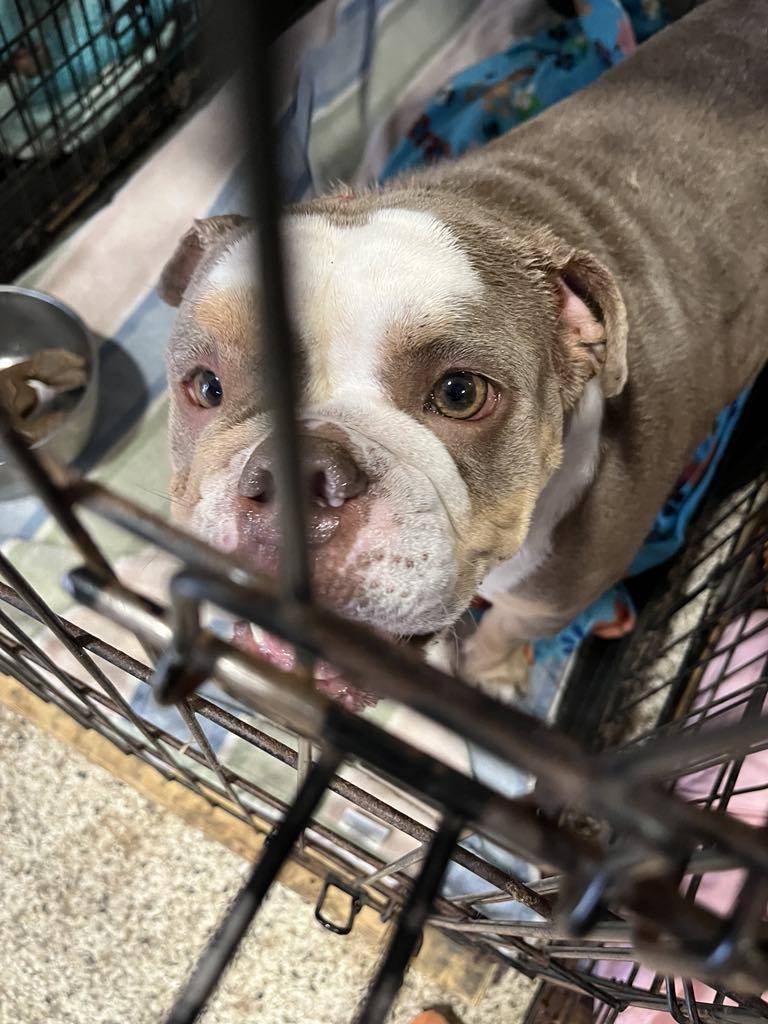 ChickPea, Adoptable, Adult Female English Bulldog.