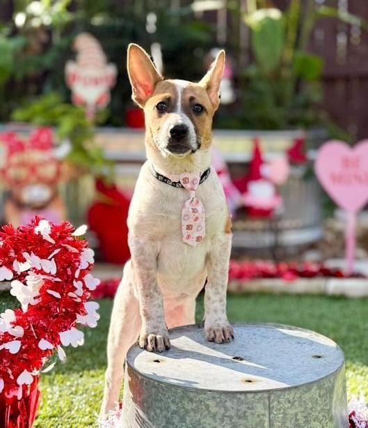 Moxie, ADOPTABLE, Puppy Female Australian Cattle Dog / Blue Heeler & Shepherd.