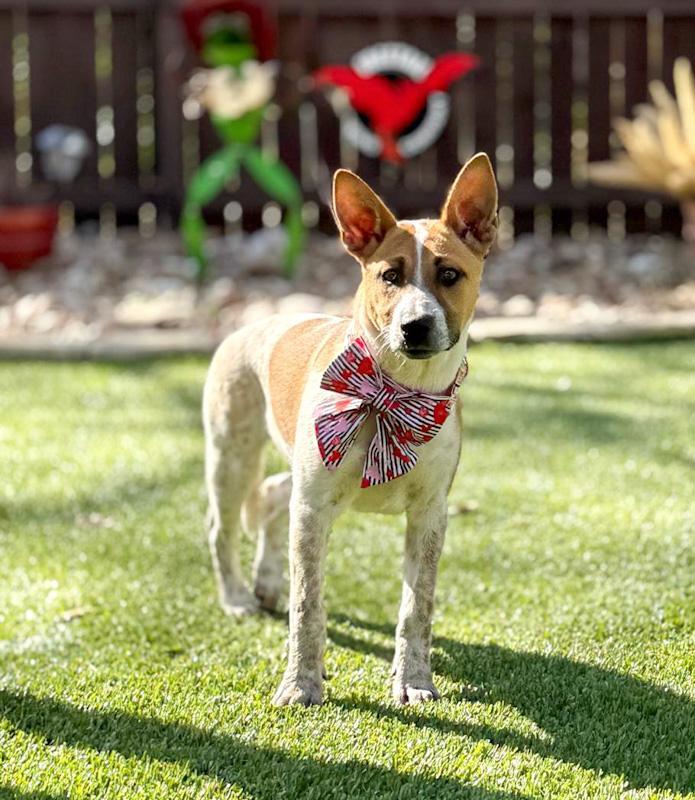 Moxie, a ADOPTABLE mixed breed in Southport, CT image 5/6