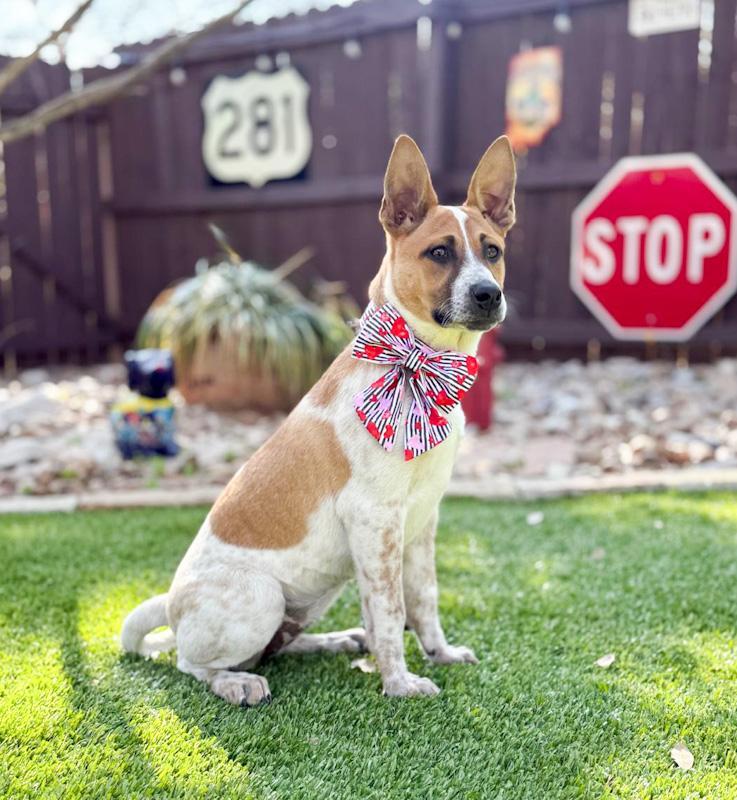 Moxie, a ADOPTABLE mixed breed in Southport, CT image 3/6