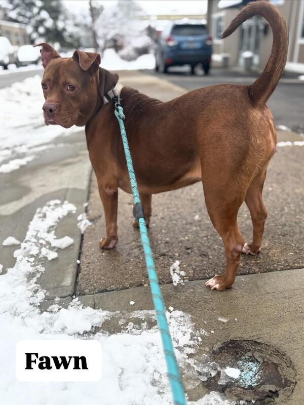 Enlarge Fawn, a Adoptable Mixed Breed in Miamitown, OH image 5/5