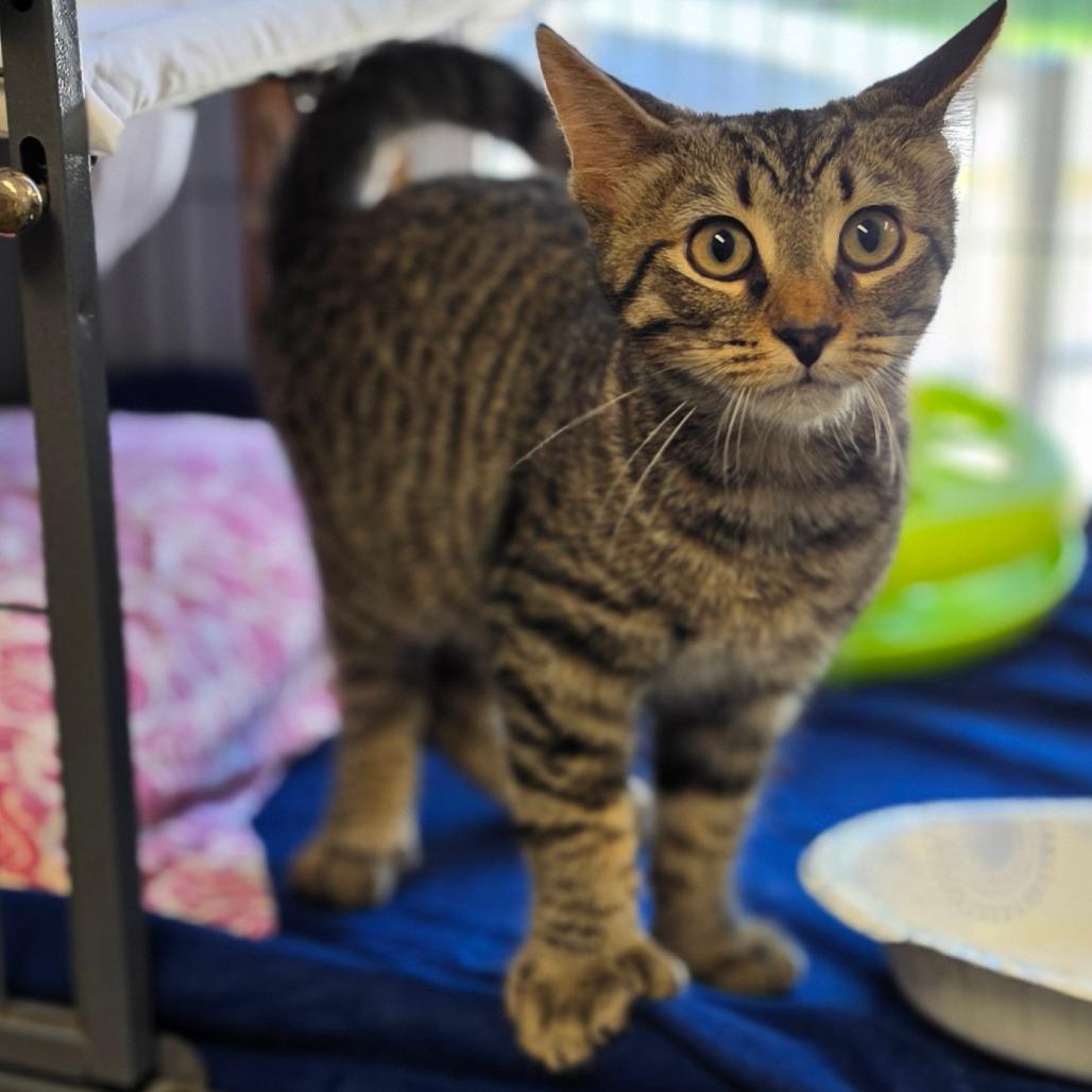 Needles, Adoptable, Kitten Male Domestic Short Hair.