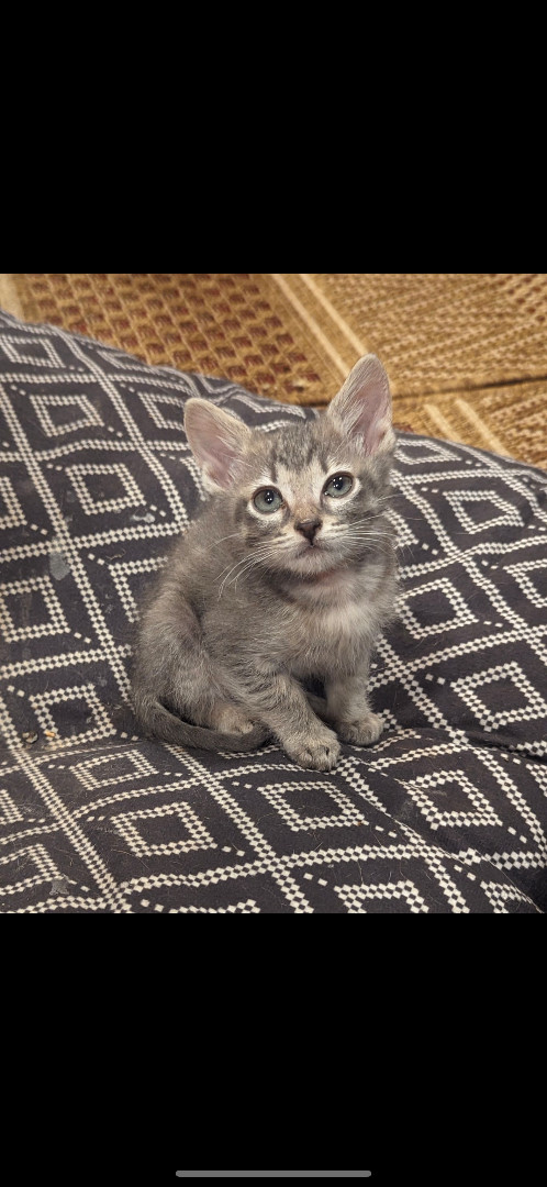 Enlarge Lane, a Adopted American Shorthair in Missoula, MT image 1/1