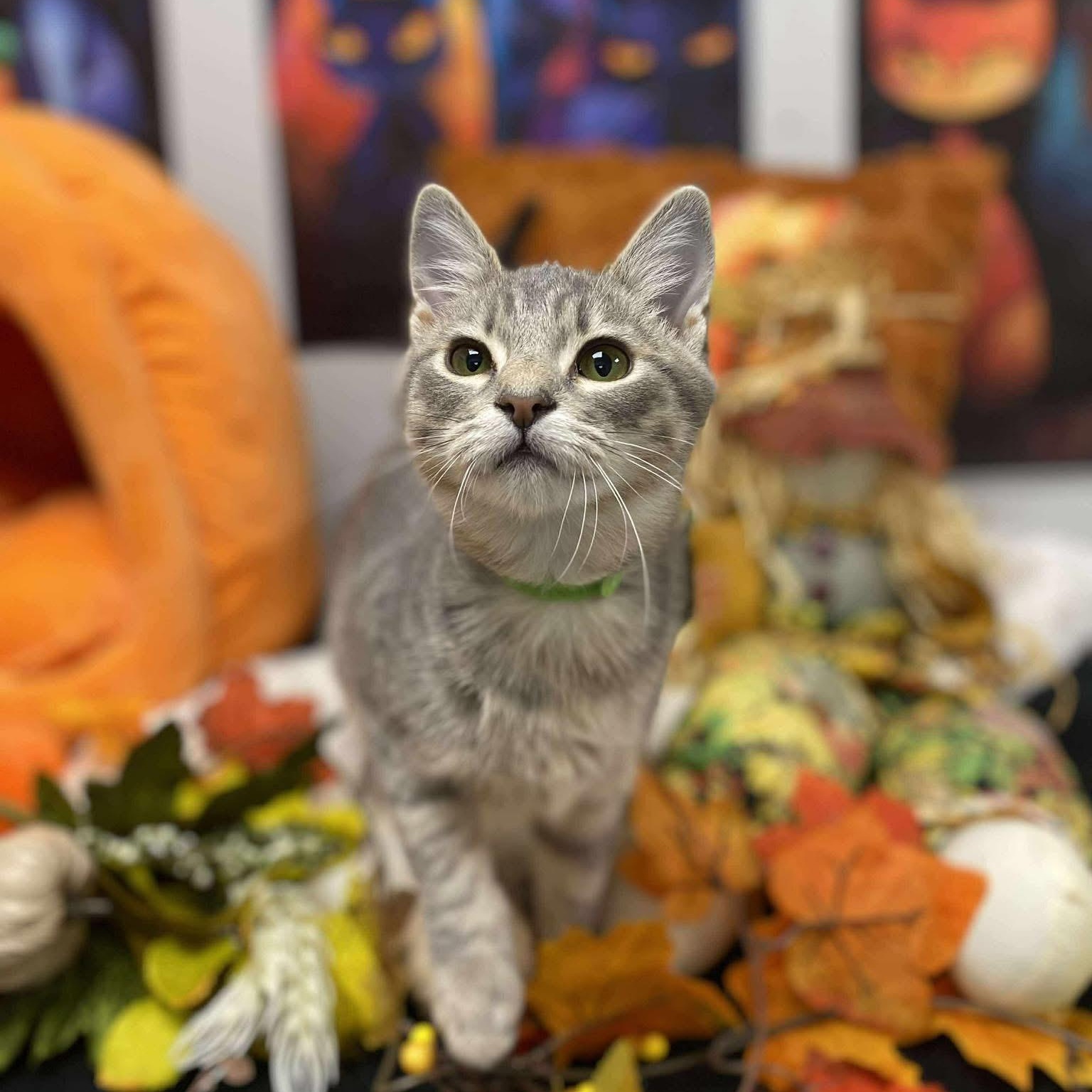 Cascade, Adoptable, Young Male Domestic Short Hair.