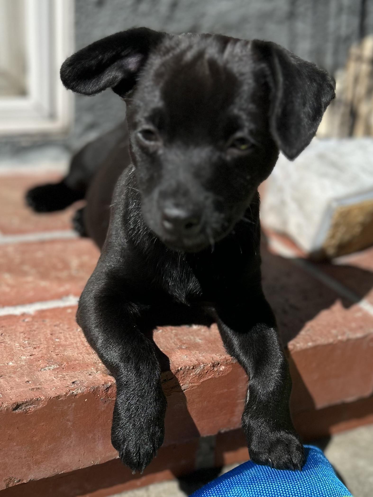 Enlarge Jet, a ADOPTABLE mixed breed in La Palma, CA image 1/1