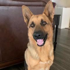 Ranger, Young Male German Shepherd Dog