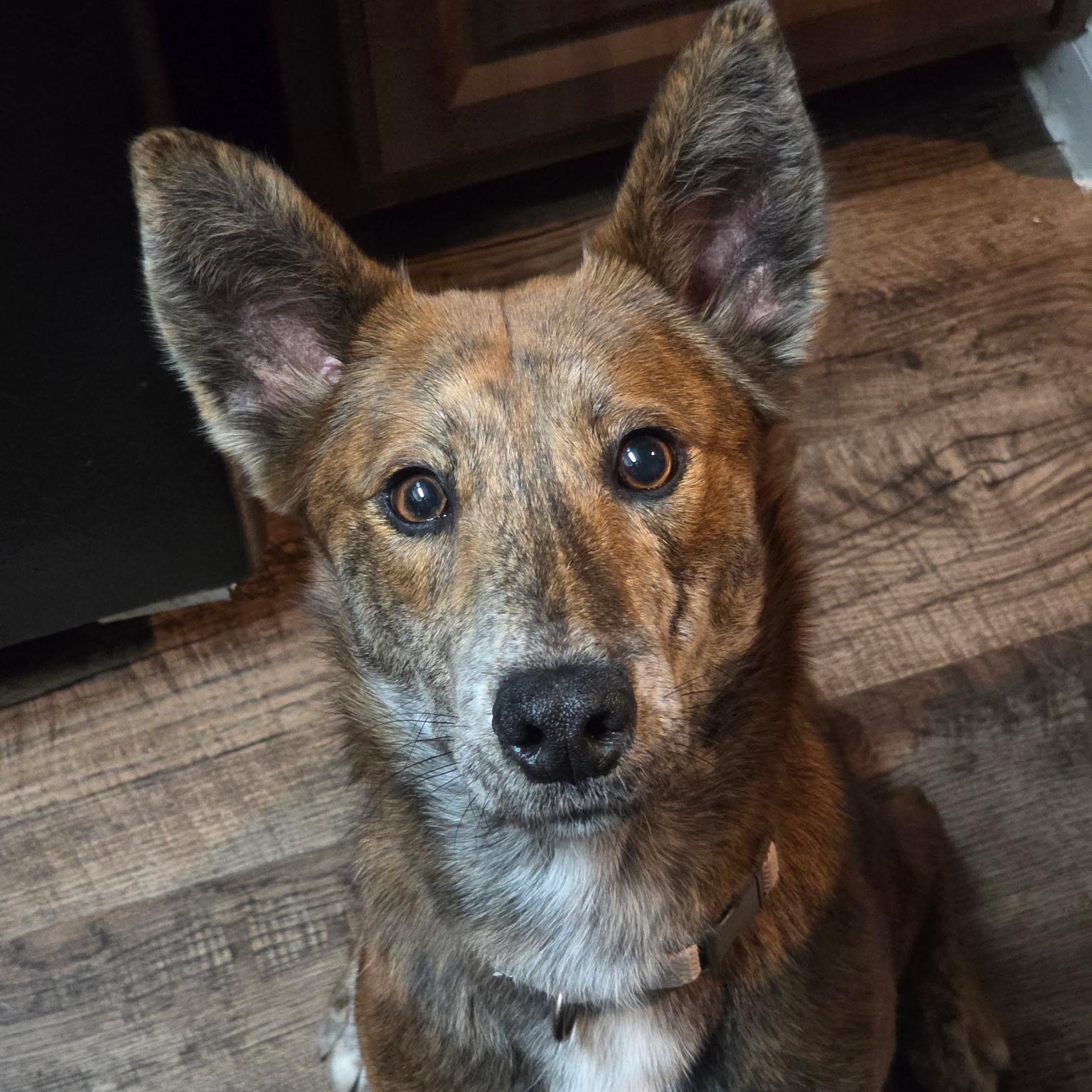 Cinnamon — thumbnail 2