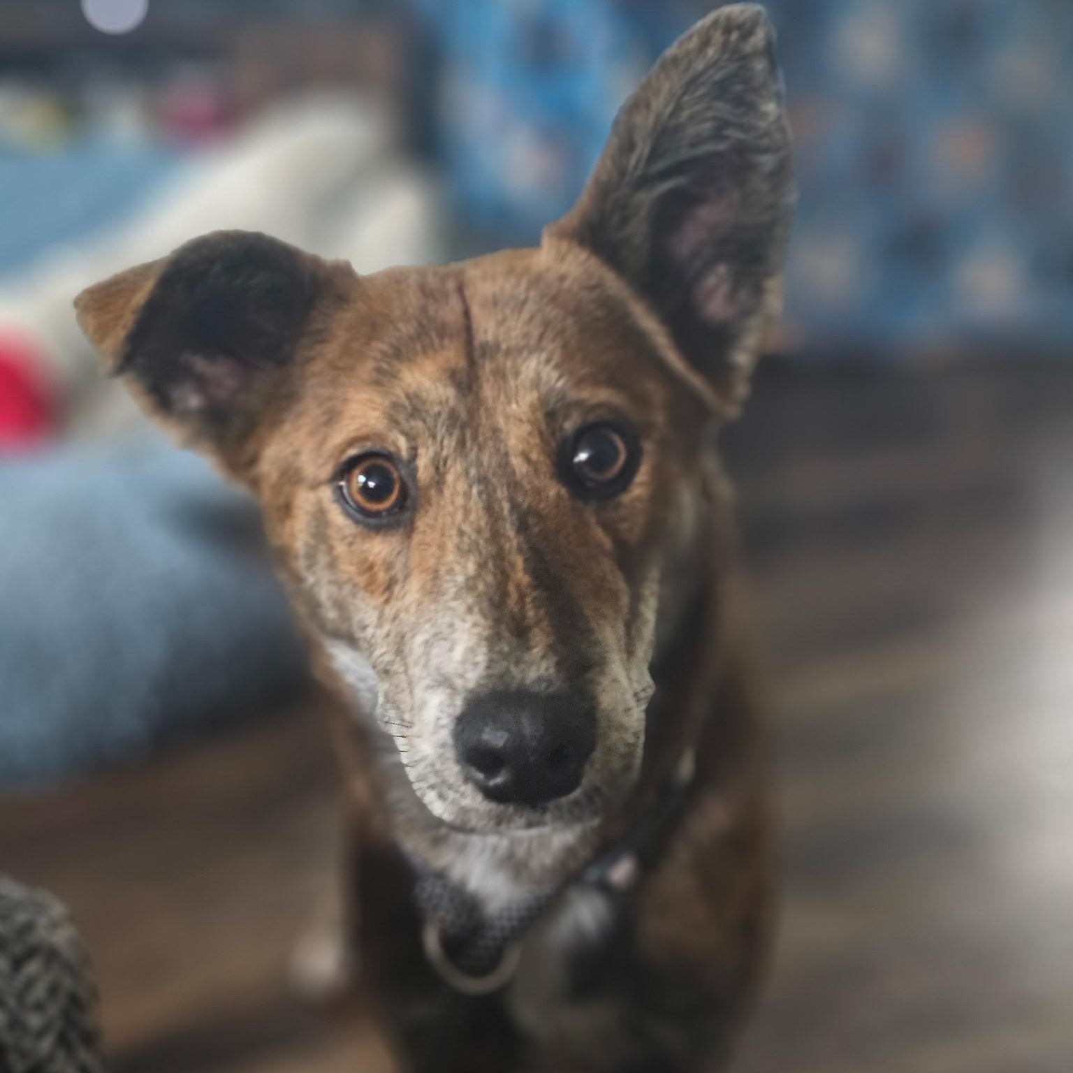 Cinnamon — thumbnail 3