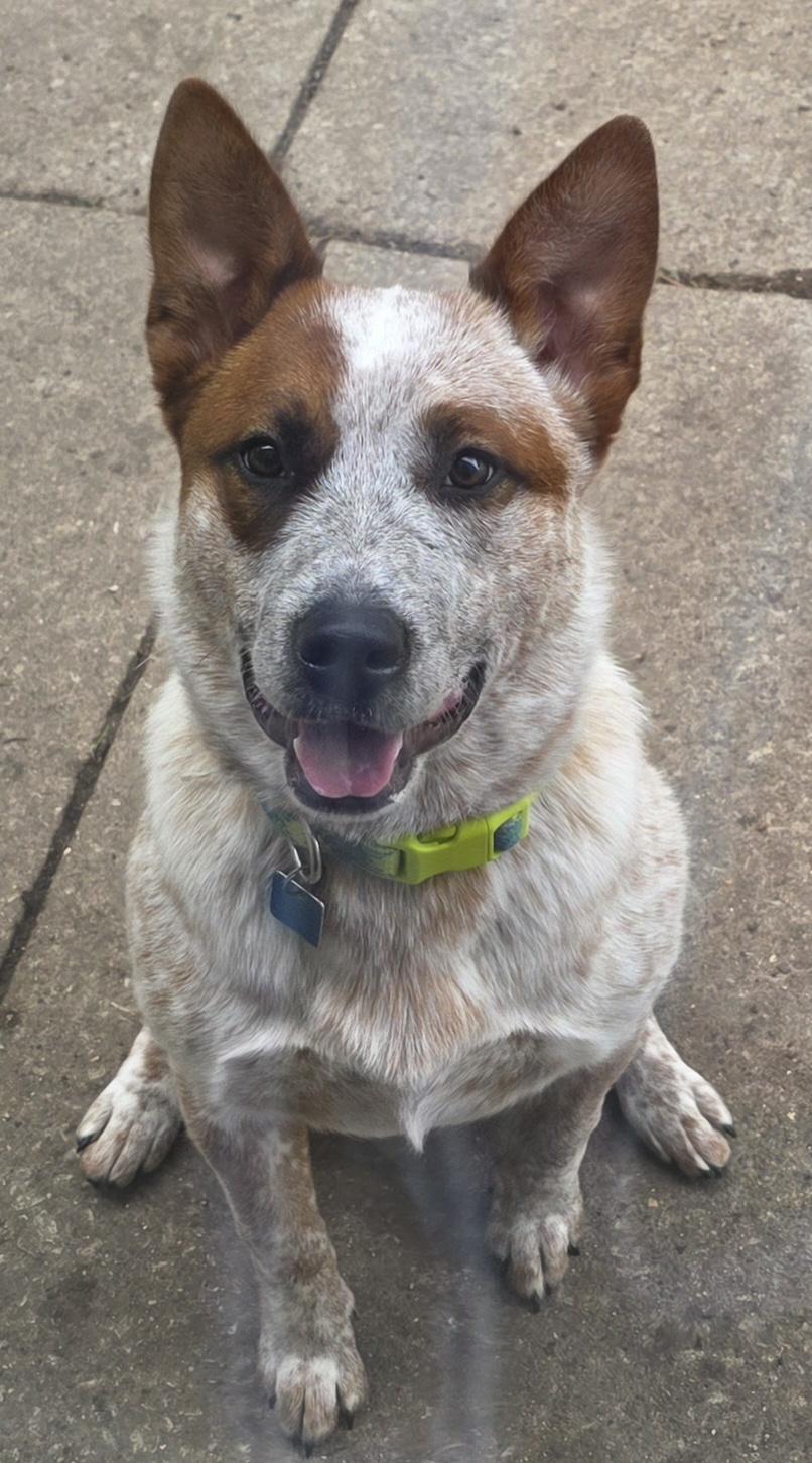 Martin, ADOPTABLE, Young Male Australian Cattle Dog / Blue Heeler.