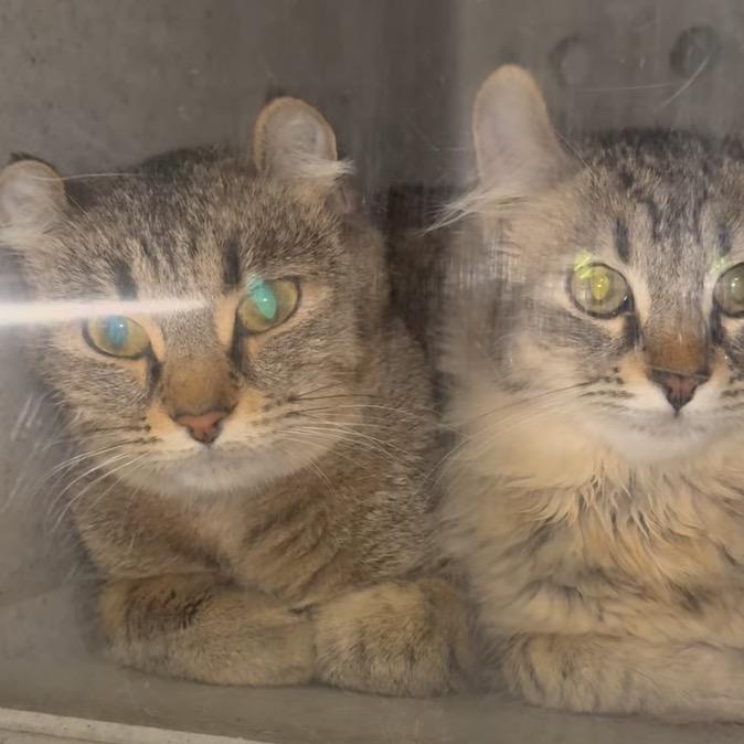 Enlarge Sol, a Adoptable American Curl in Los Angeles, CA image 1/1