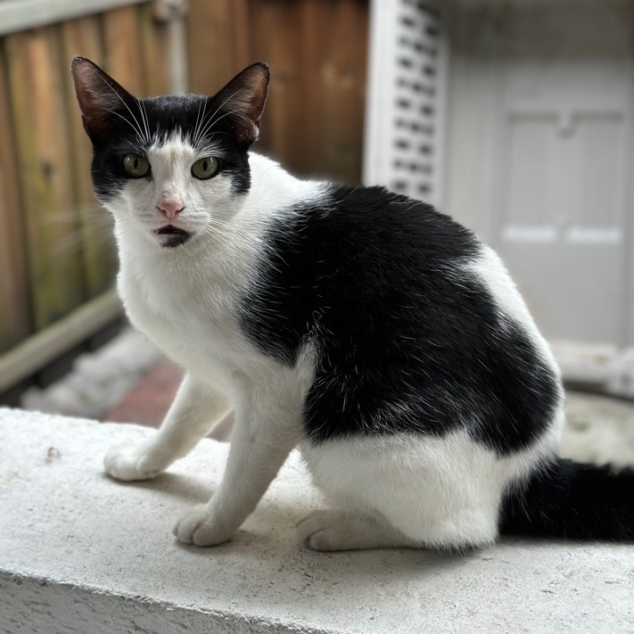 Dice, Adoptable, Adult Male Tuxedo.