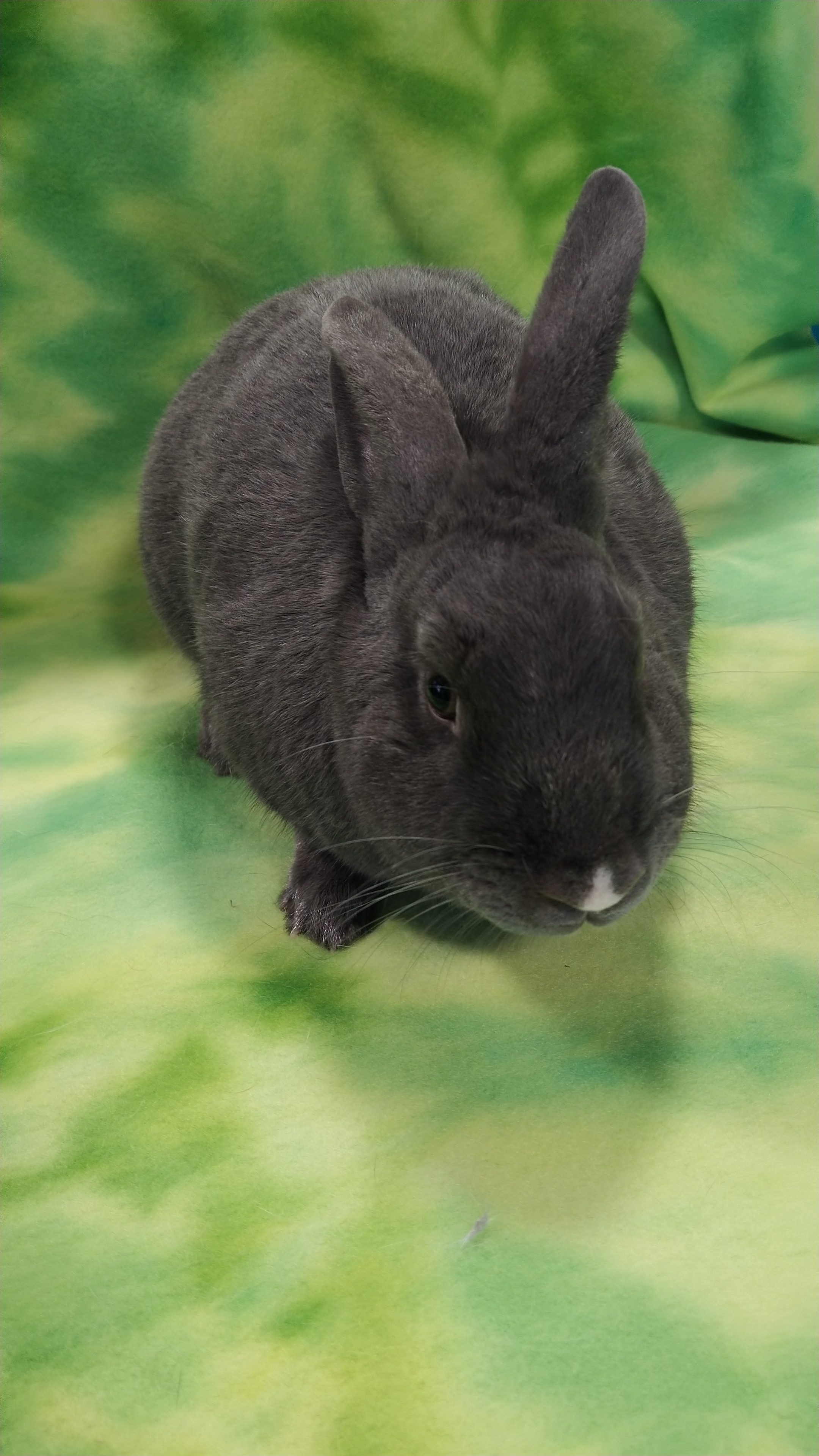 Jeanne Jennings "JJ", Adult Female unknown