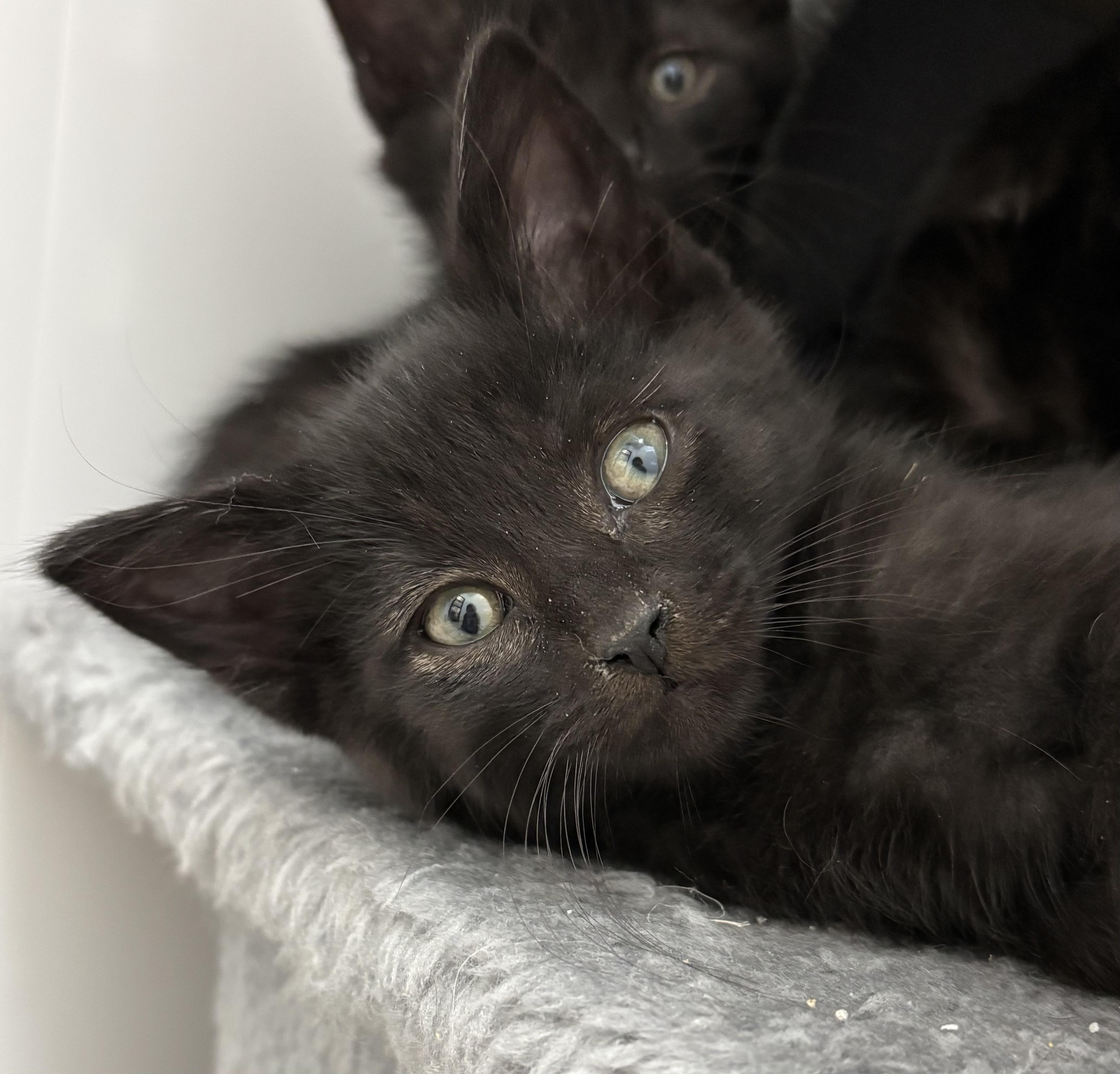 Murray, an adoptable Domestic Medium Hair in Richland Center, WI_image-1