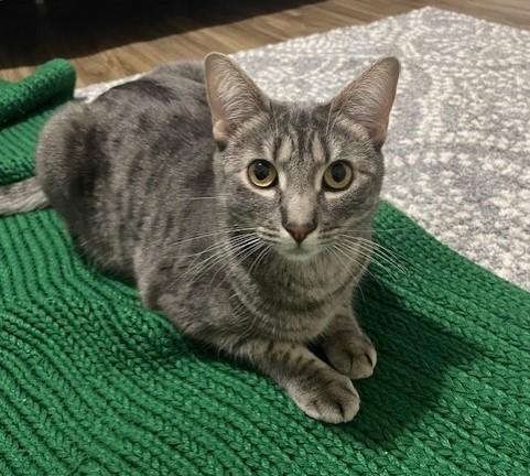 Lily, a ADOPTABLE Domestic Medium Hair in McDonough, GA image 2/2