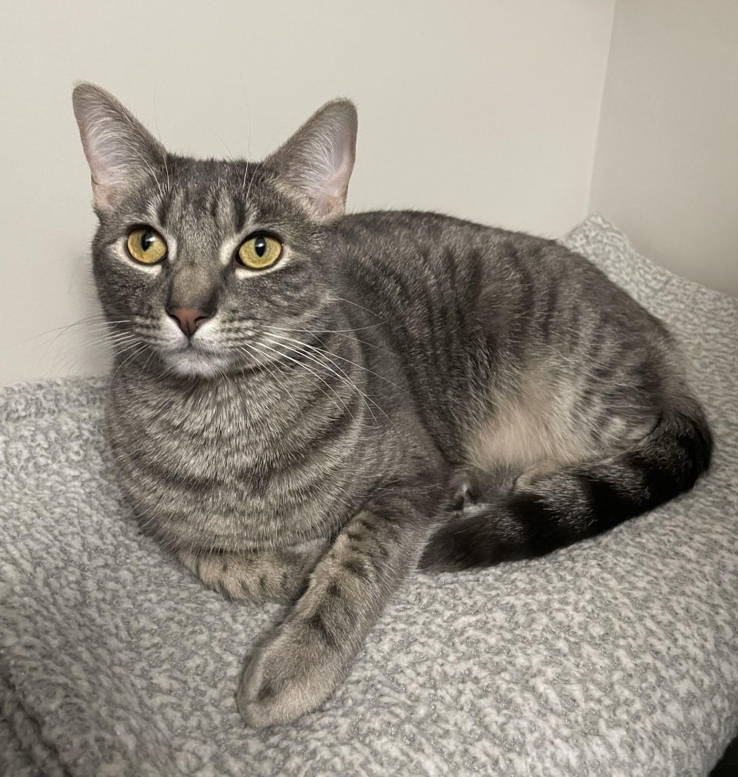 Lily, ADOPTABLE, Young Female Domestic Medium Hair.