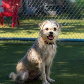 Enlarge Tooth Fairy, a Adoptable Terrier in Santa Cruz, CA image 3/6