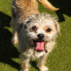Enlarge Tooth Fairy, a Adoptable Terrier in Santa Cruz, CA image 4/6
