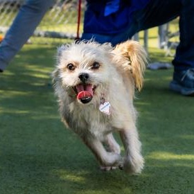 Enlarge Tooth Fairy, a Adoptable Terrier in Santa Cruz, CA image 5/6