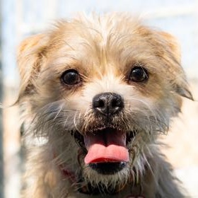 Enlarge Tooth Fairy, a Adoptable Terrier in Santa Cruz, CA image 2/6