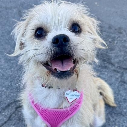 Tooth Fairy, Adoptable, Adult Female Terrier.